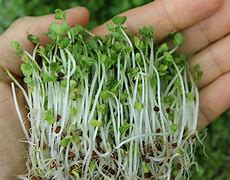 Sprouting 的图像结果