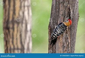 Image result for Hypopicus Picidae