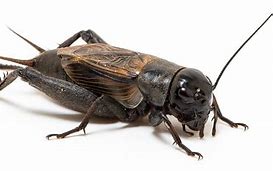 Image result for Cyatipide Bug Cricket