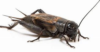 Image result for Insect Cricket Pics