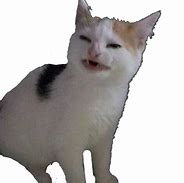 Image result for Weird Looking Cat Meme