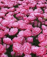 Image result for Tulipa Aveyron