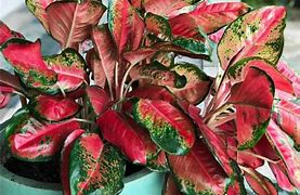 Image result for Easiest Indoor Plant to Keep Alive