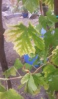 Image result for Grape Vine Leaves