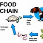 Image result for Worm Food Chain