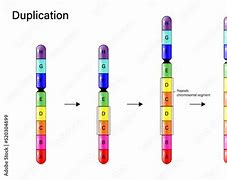 Image result for Bio Photo Chromosome Duplicated