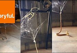 Image result for Snake in Spider Web