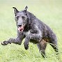 Image result for Scottish Deerhound