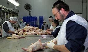 Image result for Kosher Cow Slaughter