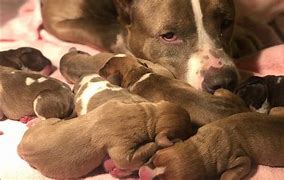 Image result for Pit Bull Puppy New Born