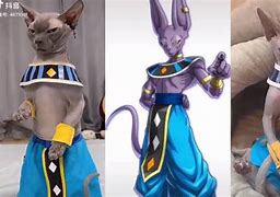 Image result for Lord Beerus Real Life