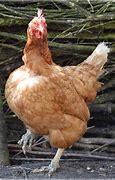Image result for Headless Chicken