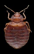 Image result for bedbugs