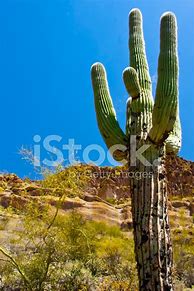 Image result for Free Desktop Backgrounds Arizona Desert
