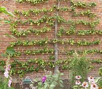 Image result for Espalier Persimmon