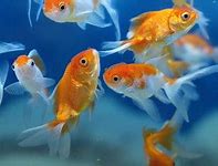 Image result for Pet Goldfish