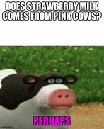 Image result for Perhaps Cow Meme