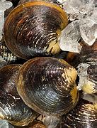Image result for Mahogany Clams Preparation