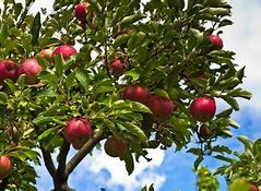Image result for Fruit-Bearing Tress Star Apple