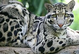 Image result for Clouded Leopard JPEG Picture