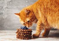 Image result for Cat Eating Waffle