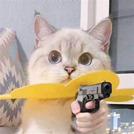 Image result for Meme Con Mèo