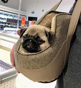 Image result for Funny Pug