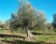 Image result for albarraa
