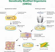 Image result for GMO Process Diagram