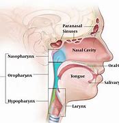 Image result for Head and Neck Cancer Regions