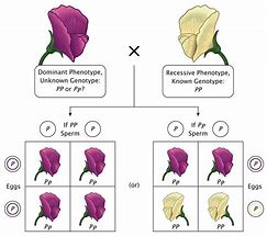 Image result for Homozygous Gene