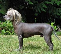 Image result for Dog Chinese Zodiac Compatibility