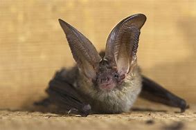 Image result for Bats Maina