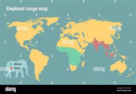 Image result for World's Biggest Elephant