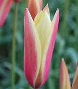 Image result for Tulipa clusiana Cynthia