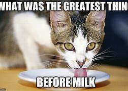 Image result for Milk Cat Même
