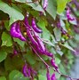 Image result for Purple Climbing Flower
