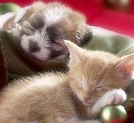 Image result for Kitten X Puppy