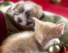 Image result for Cute Small Baby Kittens and Puppies