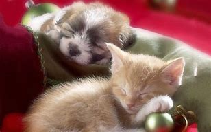 Image result for Cutest Kittens Puppies