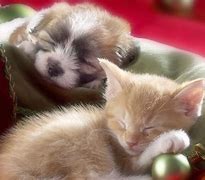 Image result for Pups and Kittens
