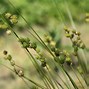 Image result for Cedar Sedge