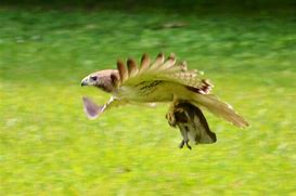 Image result for Hawk Catching Prey