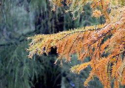Image result for LifeProof Golden Larch Oak