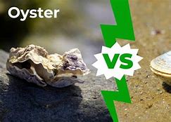 Image result for Clam Vs. Oyster