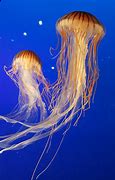 Image result for Mass Effect Jellyfish