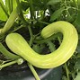 Image result for Types of Garden Squash