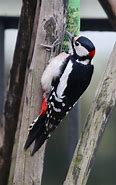 Image result for Piciformes