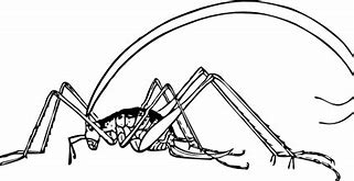 Image result for Cricket Illustration Clip Art Black and White