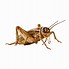 Image result for Cricket Insect Symbol